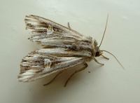 Actinotia polyodon - Purple Cloud
