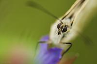 Melanargia galathea - Marbled White