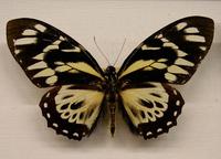 Papilio zagreus