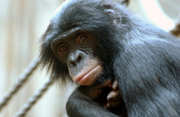 Bonobo (Pan paniscus)