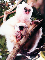 Silky sifaka (Propithecus candidus)