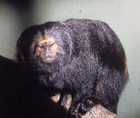 Black lion tamarin (Leontopithecus chrysopygus)