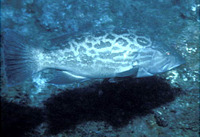 Mycteroperca xenarcha, Broomtail grouper: fisheries, gamefish