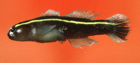 Elacatinus xanthiprora, Yellowprow goby: aquarium