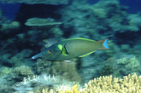 Gomphosus varius, Bird wrasse: fisheries, aquarium