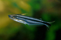 Pareutropius buffei, :