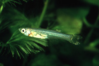 Aplocheilichthys fuelleborni, Lake Rukwa lampeye: