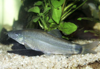 Yasuhikotakia lecontei, Silver loach: aquarium