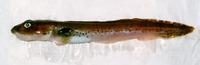 Lycodes vahlii, Vahl's eelpout: fisheries