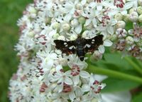 Thyris fenestrella