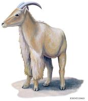 Image of: Ammotragus lervia (aoudad)