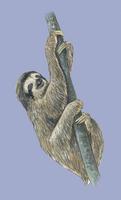 Image of: Bradypus tridactylus (pale-throated three-toed sloth)