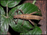 Haaniella saussurei