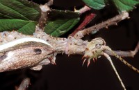 Heteropteryx dilatata - New Guinea Walking Stick