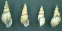 Fagotia daudebartii acicularis