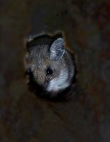 Image of: Peromyscus maniculatus (deer mouse)