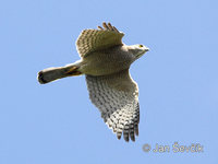 Accipiter trivirgatus - Crested Goshawk