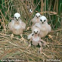 Circus aeruginosus - Western Marsh Harrier