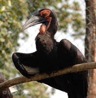 Bucorvus leadbeateri - Southern Ground Hornbill