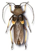 Image of: Ulochaetes leoninus