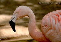 Phoenicopterus chilensis - Chilean Flamingo