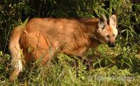 Chrysocyon brachyurus - Maned Wolf