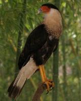 Image of: Caracara cheriway (crested caracara)