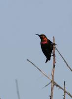 Image of: Nectarinia cuprea (copper sunbird)