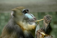 Mandrillus sphinx - Mandrill