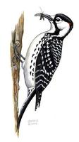 Image of: Picoides borealis (red-cockaded woodpecker)