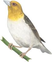 Image of: Ploceus sakalava (Sakalava weaver)