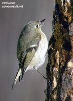 Image of: Regulus calendula (ruby-crowned kinglet)