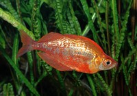 Glossolepis incisus - Red Rainbow