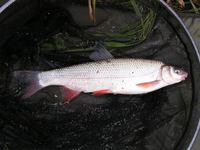 Chondrostoma nasus - Nase