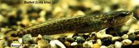 Image of: Lota lota (burbot)