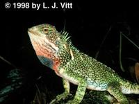 Image of: Enyalioides laticeps