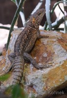 Oplurus cyclurus - Merrem's Madagascar Swift