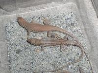 Acanthodactylus boskianus boskianus
