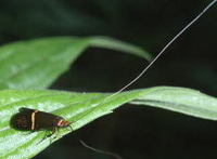 ホソオビヒゲナガ（ルリマエヒゲナガ） Nemophora aurifera