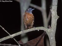 Grey-headed Babbler - Stachyris poliocephala