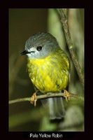 Pale Yellow Robin