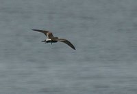 Leach's Storm-Petrel - Oceanodroma leucorhoa