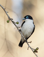 Chabert's Vanga (Leptopterus chabert) photo