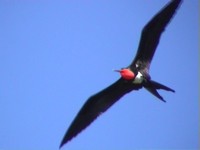 Christmas Island Frigatebird - Fregata andrewsi