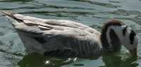 Bar-headed Goose - Anser indicus