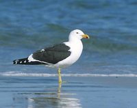 Kelp Gull (Larus dominicanus) photo