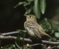 Cordilleran Flycatcher (Empidonax occidentalis) photo