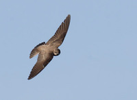 Northern Rough-winged Swallow (Stelgidopteryx serripennis) photo
