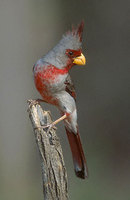 Pyrrhuloxia (Cardinalis sinuatus) photo