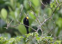 Moriche Oriole (Icterus chrysocephalus) photo